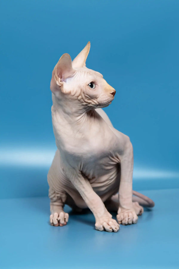 Cute Hairless Sphynx kitten named Bob, the adorable Canadian Sphynx Kitten