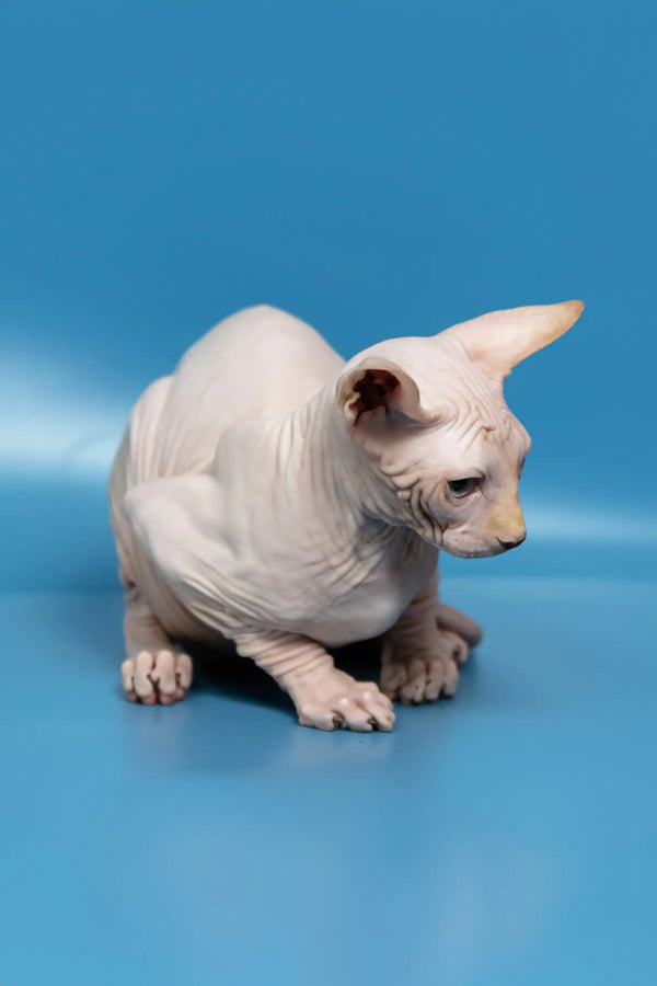 Adorable Hairless Sphynx kitten Bob ready for cuddles and fun adventures