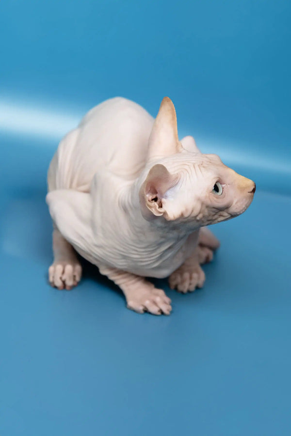 Hairless Sphynx cat named Bob, adorable Canadian Sphynx kitten for pet lovers