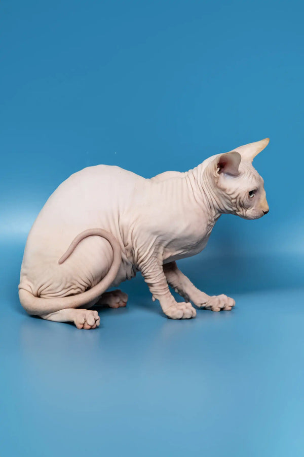 Cute Hairless Sphynx cat named Bob from Canadian Sphynx Kitten collection