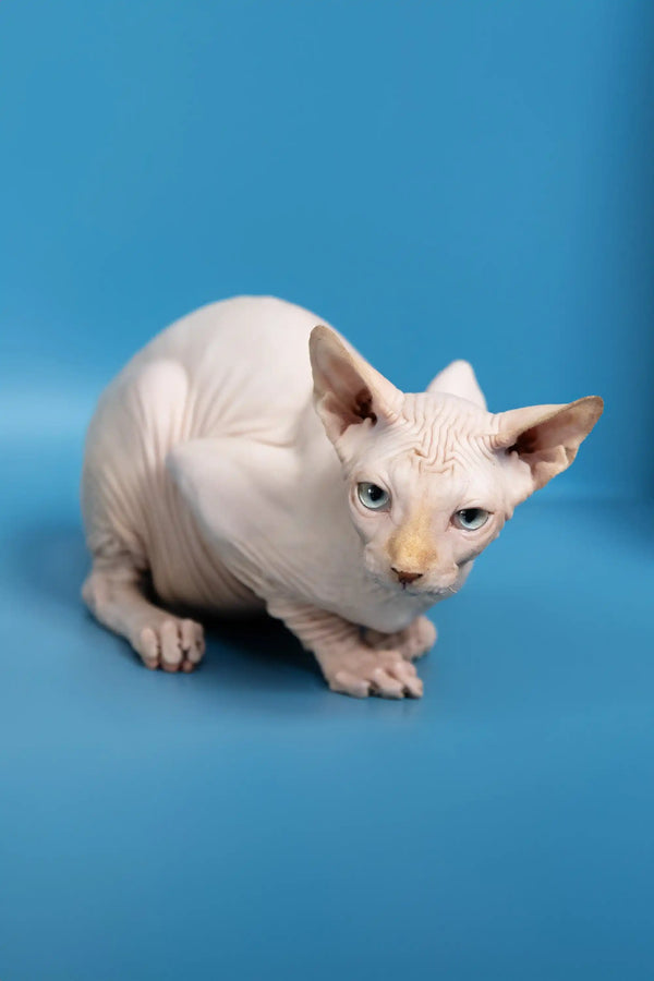Cute Hairless Cat with Blue Eyes in Bob | Canadian Sphynx Kitten Product Image