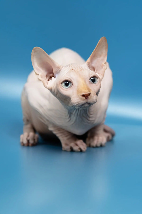 Hairless Canadian Sphynx kitten Bob flaunting big ears and a playful attitude