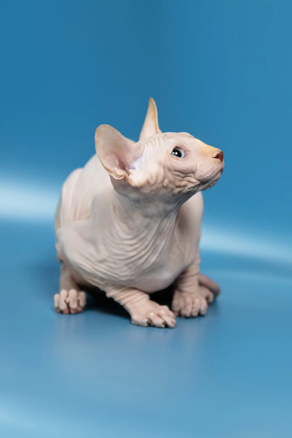 Hairless Canadian Sphynx kitten Bob showing off his cute wrinkled skin