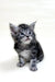 Adorable gray tabby Maine Coon kitten with fluffy fur and big ears, perfect companion