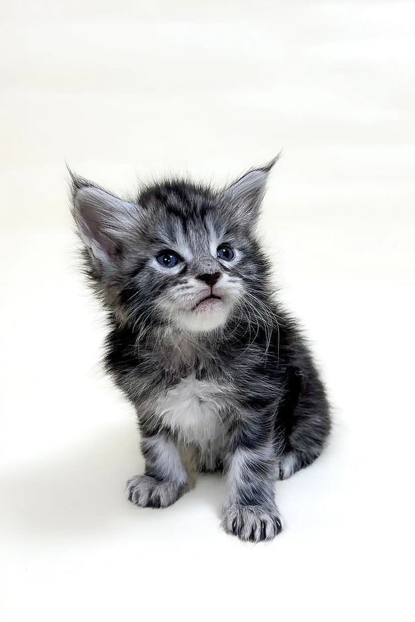 Adorable gray tabby Maine Coon kitten with fluffy fur and big ears, perfect companion