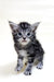 Adorable gray tabby kitten with blue eyes, perfect Maine Coon companion