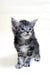 Adorable gray Maine Coon kitten with fluffy fur and alert expression