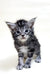 Adorable gray and white Maine Coon kitten with fluffy fur and big blue eyes