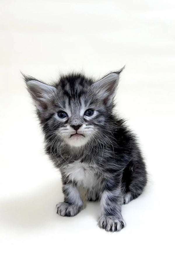 Fluffy gray Maine Coon kitten with wide eyes and pointed ears, super cute silver tabby