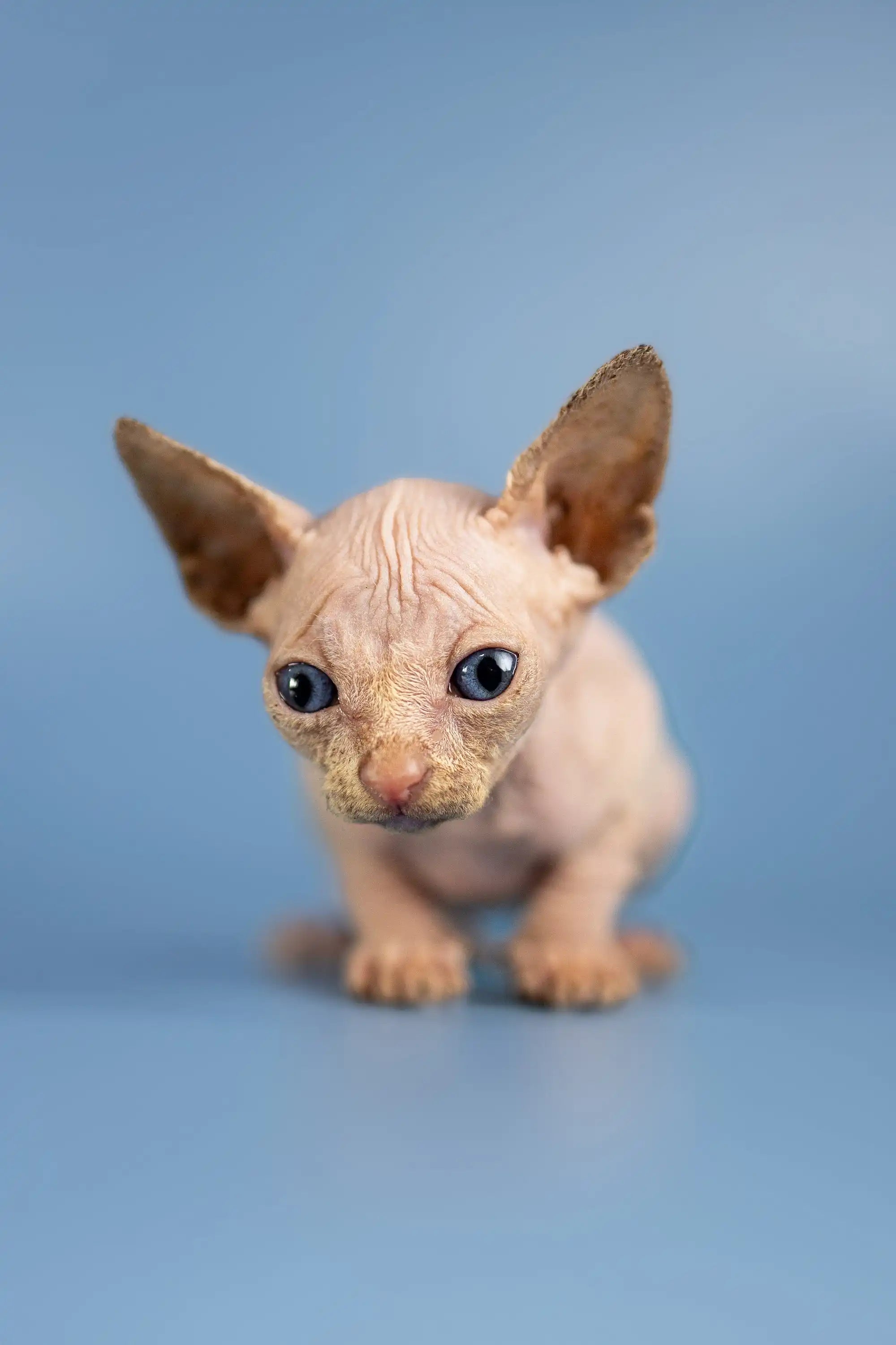 Hairless Sphynx Cats for Sale Bob | Kittens