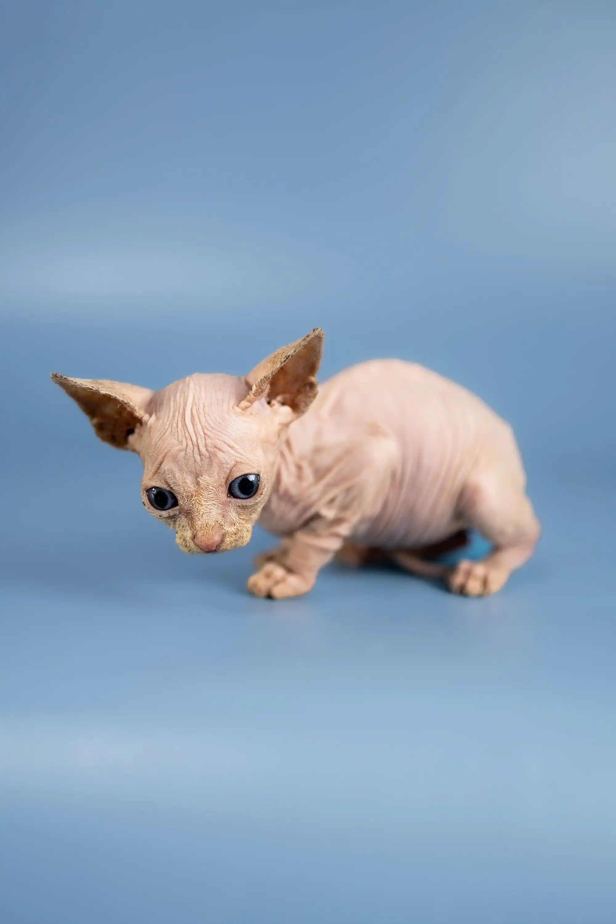 Hairless Sphynx Cats for Sale Bob | Kittens