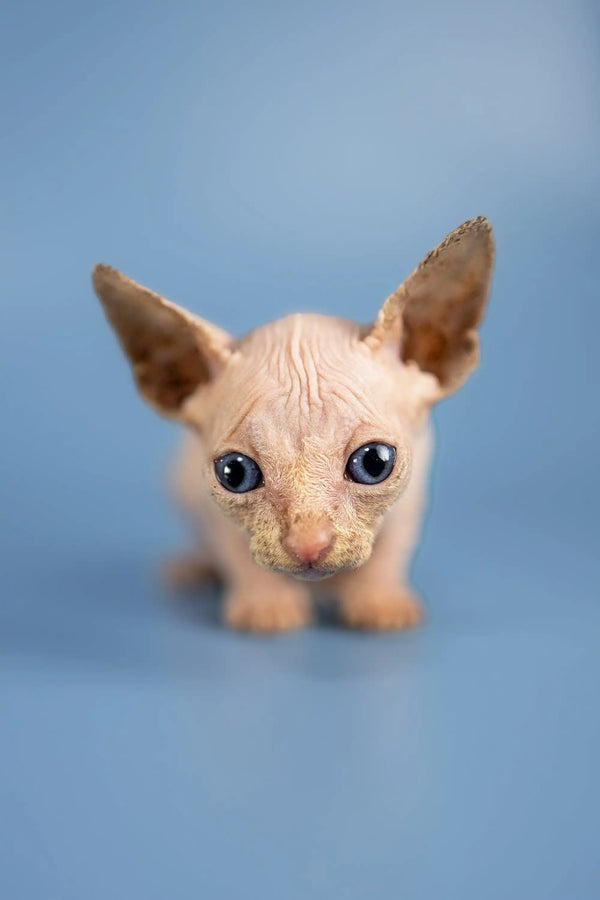 Adorable Hairless Sphynx Kitten with Big Ears and Cute Blue Eyes in Bob collection