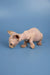 Hairless Sphynx kitten with wrinkled skin sniffing the ground for fun