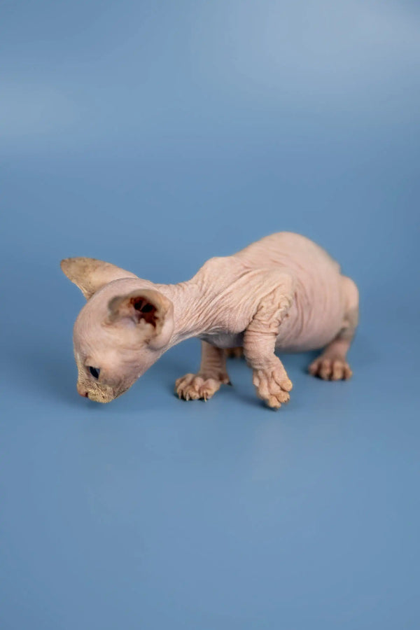 Hairless Sphynx kitten with wrinkled skin sniffing the ground for fun
