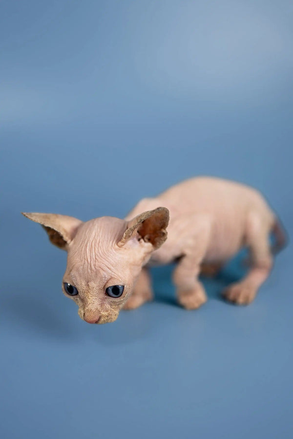 Adorable hairless Sphynx kitten with wrinkled pink skin and big ears in Bob’s collection