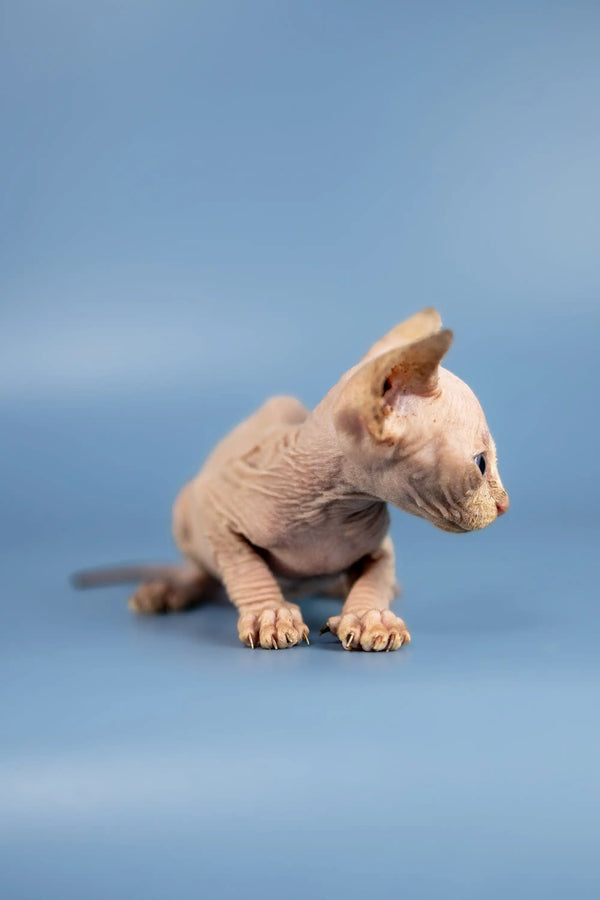 Adorable Hairless Sphynx kitten with big ears and wrinkly skin sitting cutely