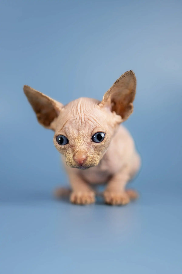 Sphynx Cat Cats For Sell Near Me Sphynx Kittens For Sale Near Me