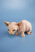 Adorable Sphynx Kittens like this hairless one with blue eyes and wrinkled pink skin