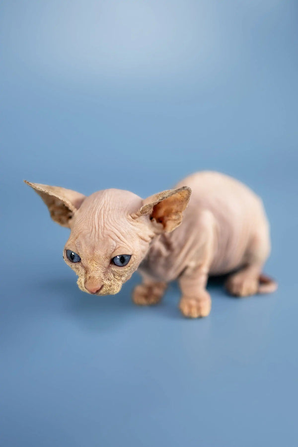 Adorable Sphynx Kittens like this hairless one with blue eyes and wrinkled pink skin