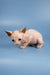Adorable hairless Sphynx kitten with wrinkled pink skin and big ears from Bob’s collection