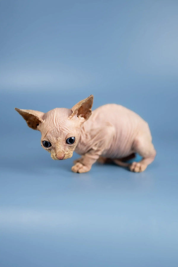 Adorable hairless Sphynx kitten with wrinkled pink skin and big ears from Bob’s collection