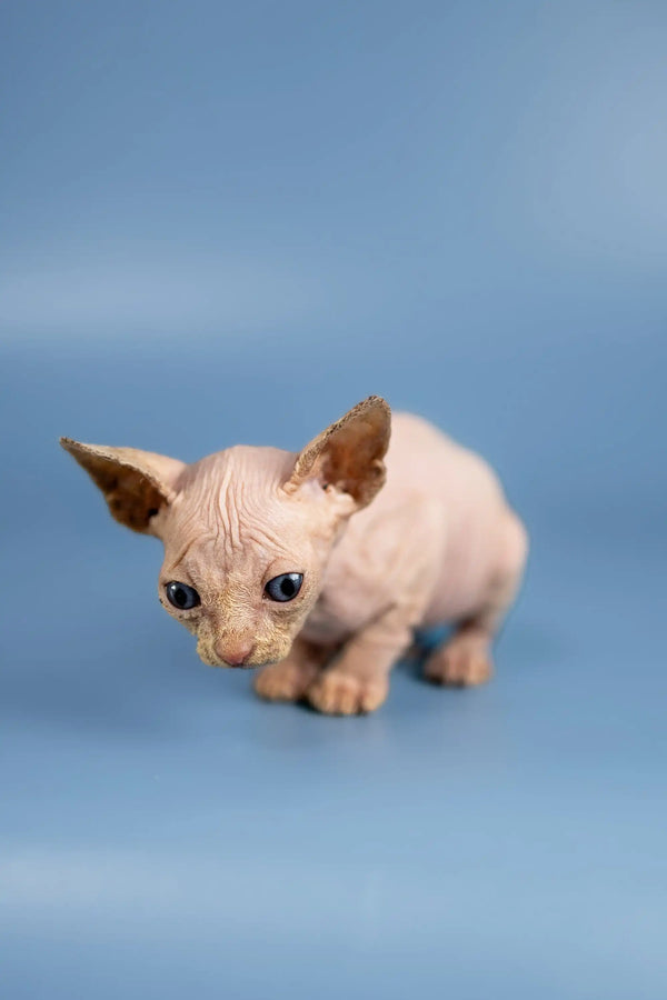 Cute Hairless Sphynx kitten with wrinkled pink skin and big ears from Bob | Sphynx Kittens