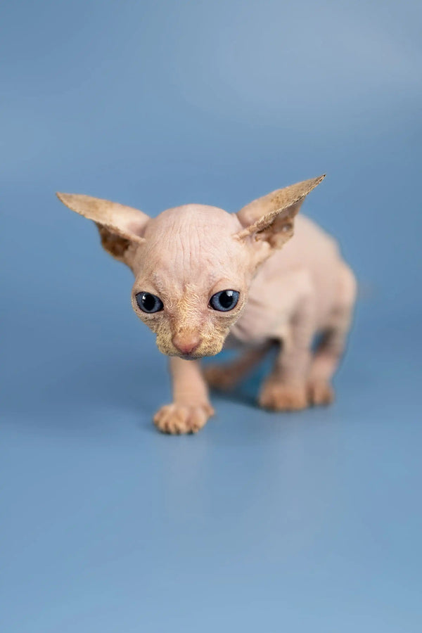 Adorable hairless Sphynx kitten named Bob with big ears and cute eyes