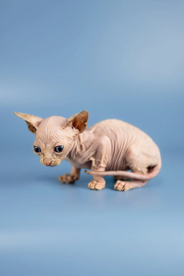 Cute Hairless Sphynx kitten with pink skin and big ears for Bob Sphynx Kittens