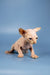 Cute Hairless Sphynx kitten with wrinkled skin and big ears for Bob Sphynx Kittens