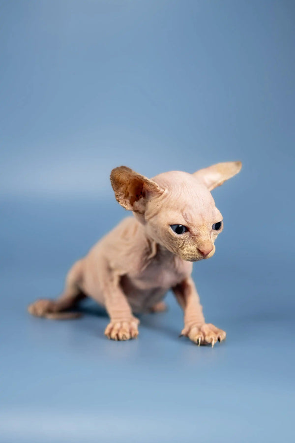 Cute Hairless Sphynx kitten with wrinkled skin and big ears for Bob Sphynx Kittens
