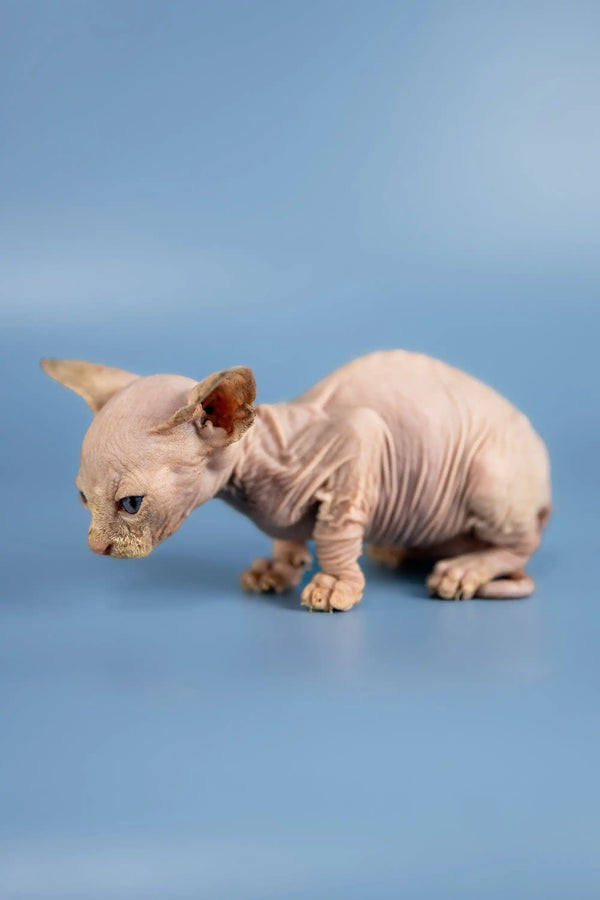 Cute Hairless kitten with wrinkled skin and big ears from Bob Sphynx Kittens
