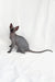 Gray Sphynx cat sitting proudly with its tail extended in Bobby the Canadian Sphynx Kitten