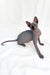 Cute Hairless Sphynx cat named Bobby chilling in a cozy resting pose with grey skin