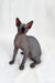 Hairless Sphynx cat with alert ears and gray skin, perfect for Bobby the Canadian Sphynx Kitten