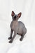 Cute Hairless Sphynx cat with wrinkled gray skin and big ears in Bobby Canadian Sphynx Kitten