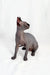 Alert Hairless Sphynx cat sitting upright, featured in Bobby, a Canadian Sphynx Kitten