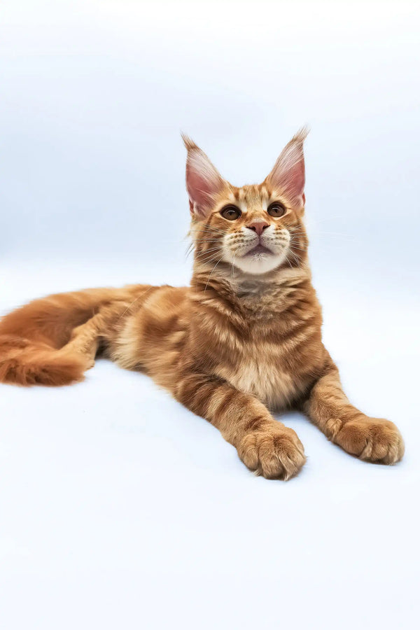 Bobby | maine coon kitten