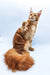 Bobby | maine coon kitten