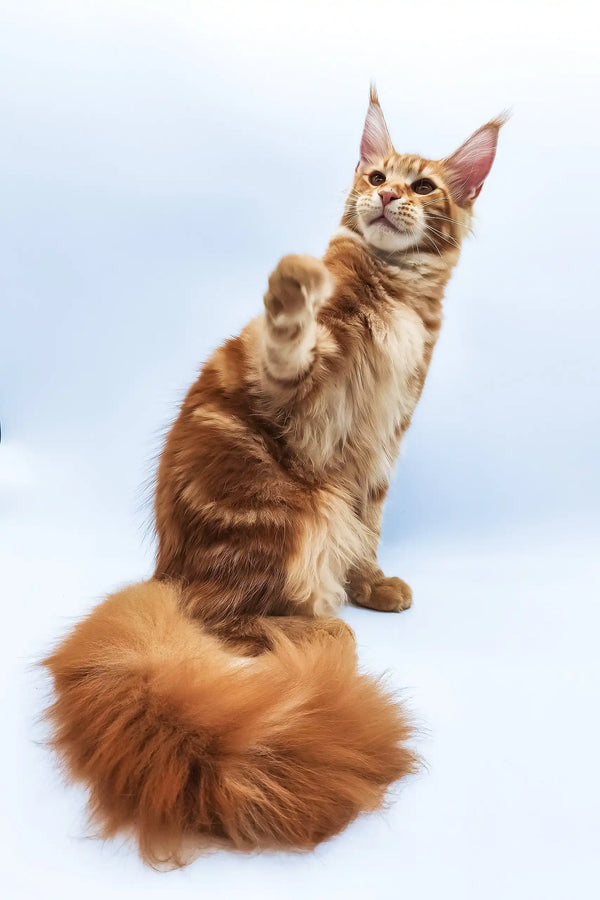 Bobby | maine coon kitten