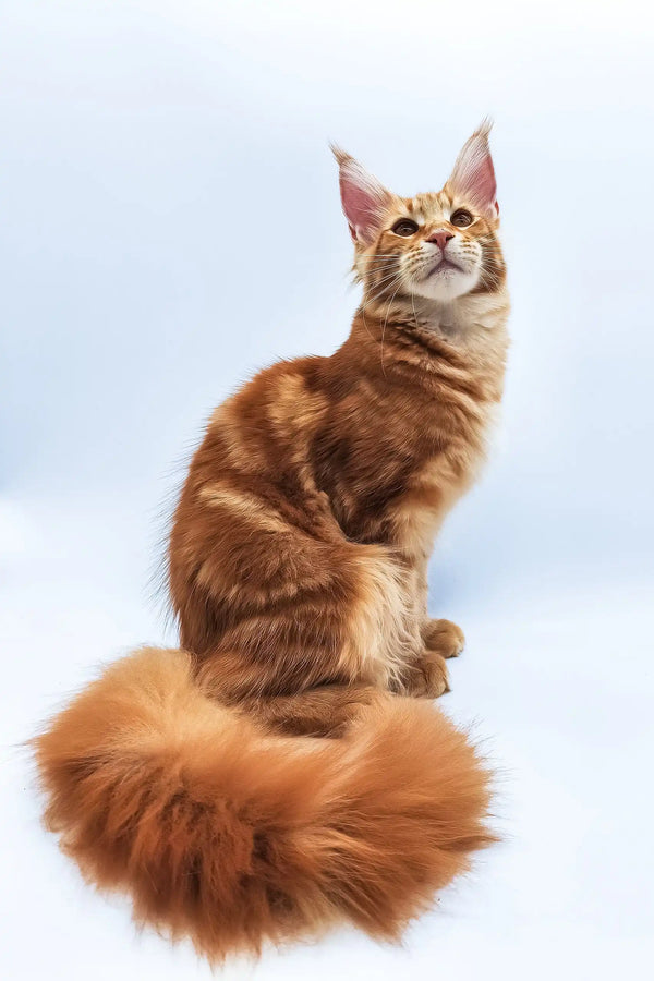 Bobby | maine coon kitten