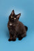 Black Maine Coon kitten with bright yellow eyes sitting upright, looking adorable