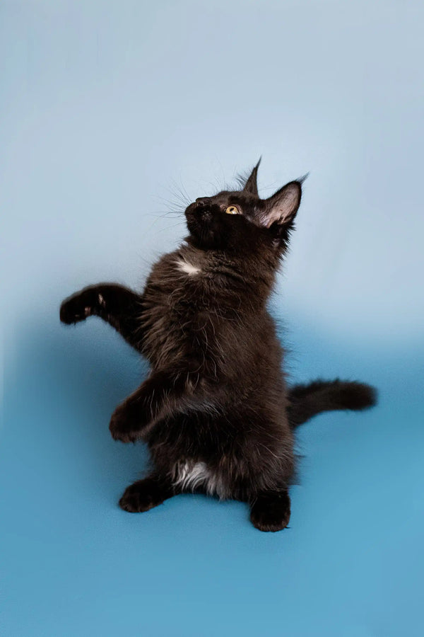 Black Maine Coon kitten standing on hind legs with paws raised, adorable and playful