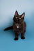 Black Maine Coon kitten with alert ears and bright eyes, perfect for your home