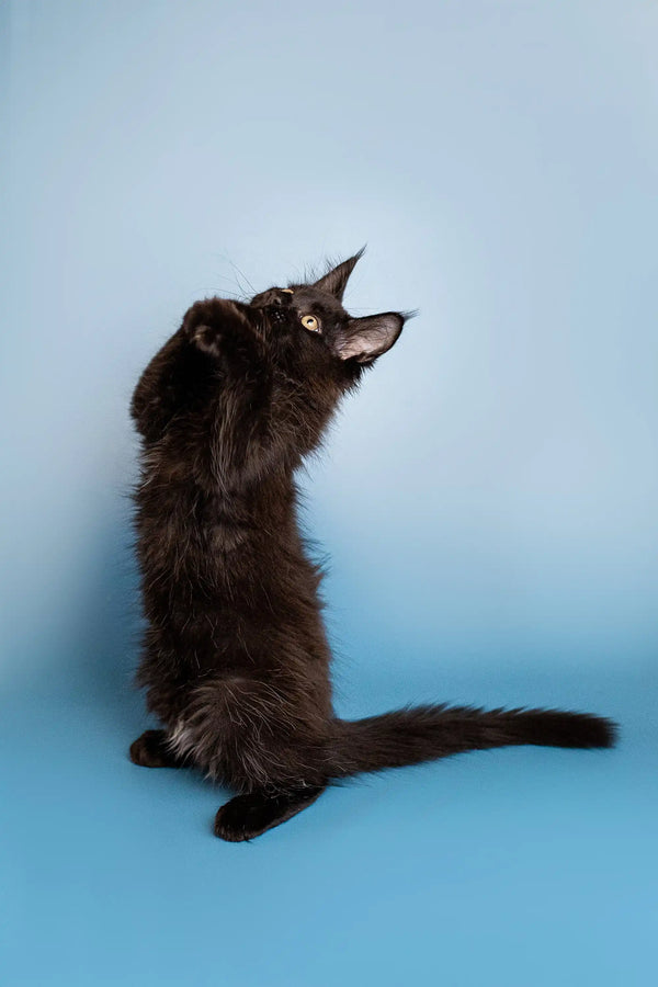 Black Maine Coon kitten sitting upright with head tilted back, looking adorable