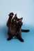 Black Maine Coon kitten with raised paw and bright eyes ready to play