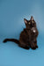 Black Maine Coon kitten sitting upright, showcasing its fluffy fur and playful spirit