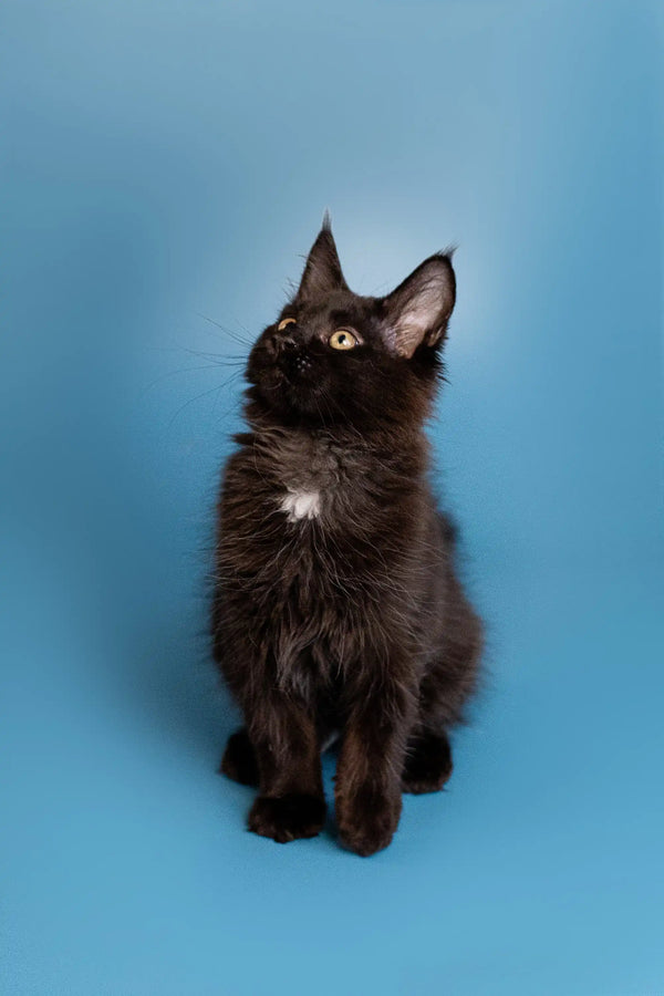 Black Maine Coon kitten with a white patch and alert ears, ready for adventure