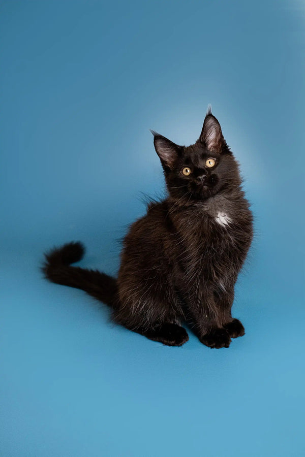 Fluffy black Maine Coon kitten with bright eyes sitting upright, perfect for cuddles