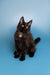 Black Maine Coon kitten with fluffy fur and alert ears sitting upright