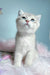 Bodia | scottish fold kitten